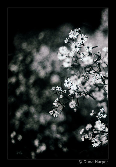 daisies in the wind