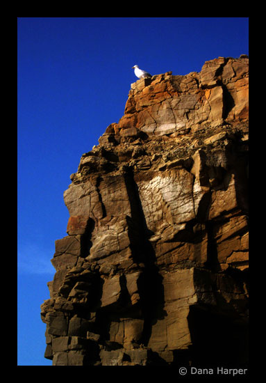 Seagull and Rock