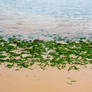 Youghal bright green seaweed