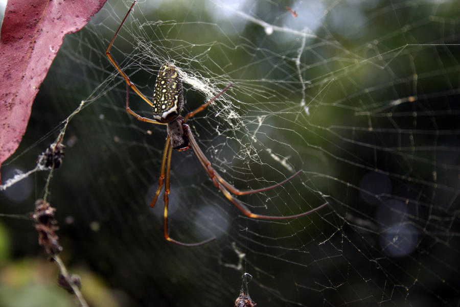 Na teia da aranha