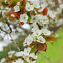 Pear Blossoms 7