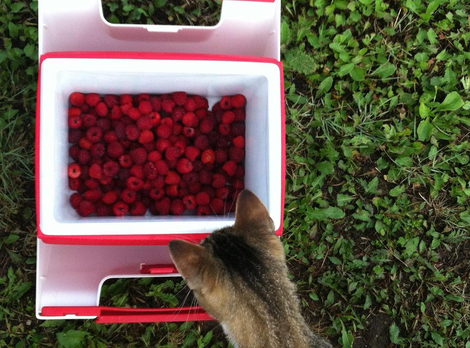 Cat Raspbery Raspberry Cat by cabolty on DeviantArt