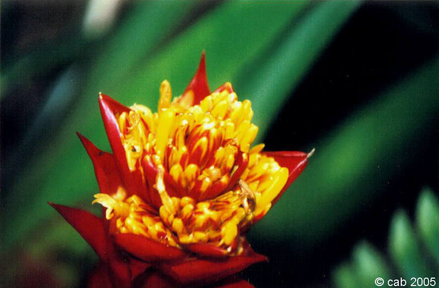 exotic flower 1