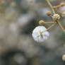 Flower in palaruvi