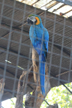 Blue Parrot