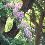 Hanging Flowers