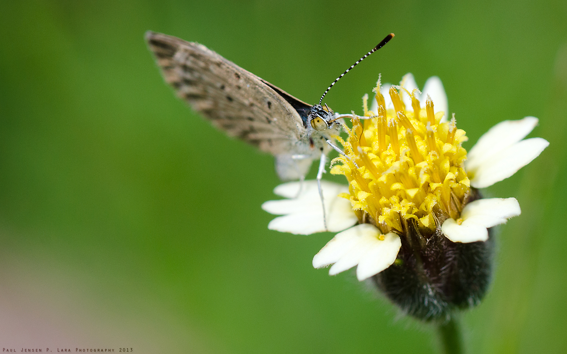 Butterfly Wallpaper