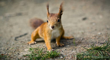 Curious Squirrel II