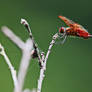 red dragonfly