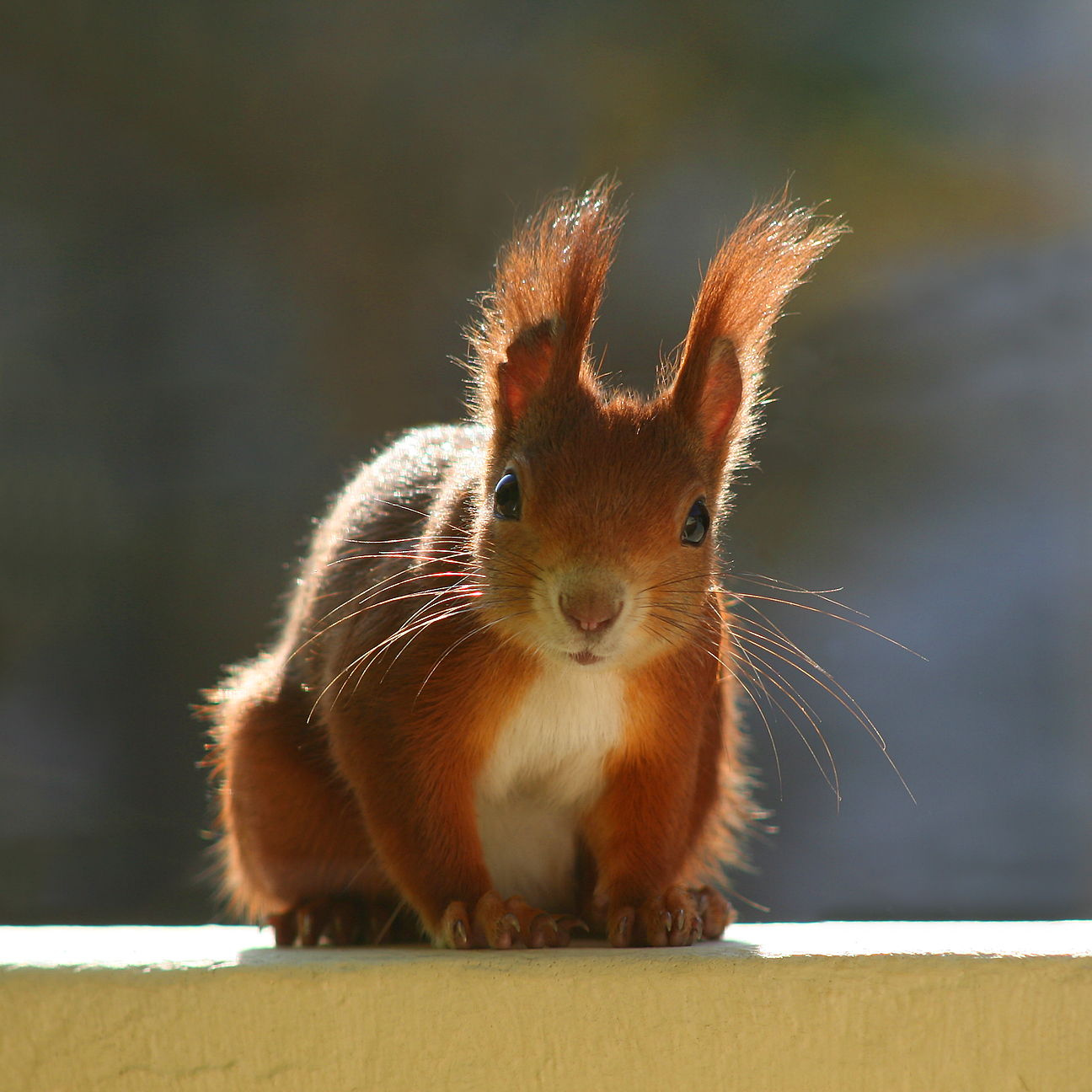 Afternoon visitor