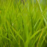 Tall Green Grass