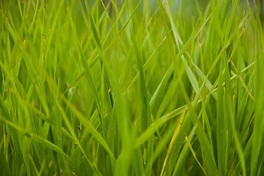 Tall Green Grass