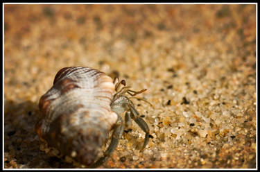 Hermit the Crab