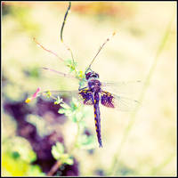 Dragonfly