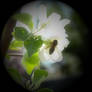 Bee on a flower