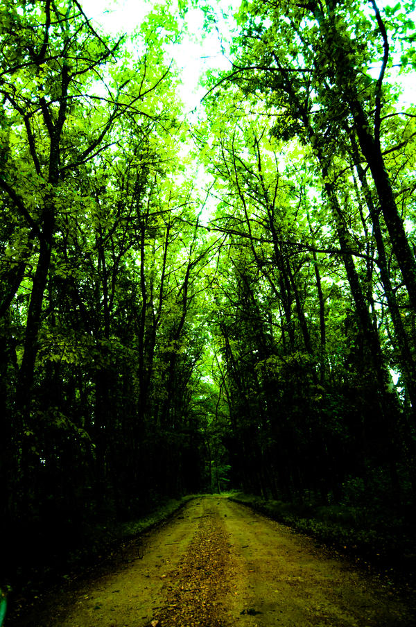 Green tree path by olympus999 on DeviantArt