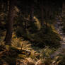 Path to the elven sanctuary