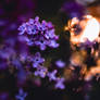 A kiss at dusk