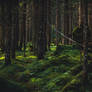 Silence, with only a bird singing