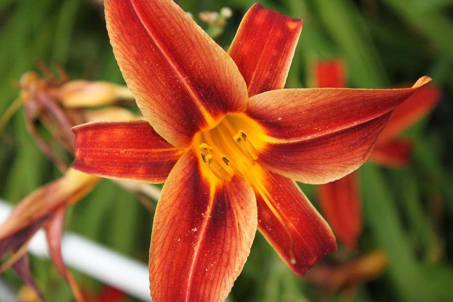 Hemerocallis