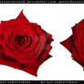 Red Rose cut out stock 3