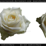 White Rose Cut Out