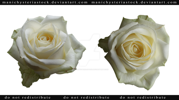 White Rose Cut Out by ManicHysteriaStock on DeviantArt