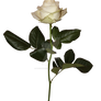 White Rose Long Stem Cut Out