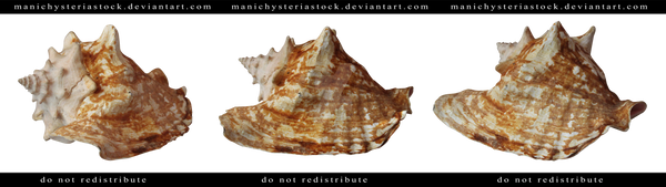 Sea Shell Cut Out by ManicHysteriaStock on DeviantArt