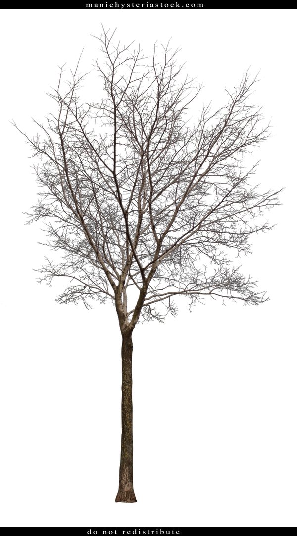 Bare Tree Cut Out