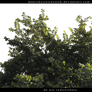 Green Foliage Cut Out