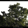 Green Foliage Cut Out 2