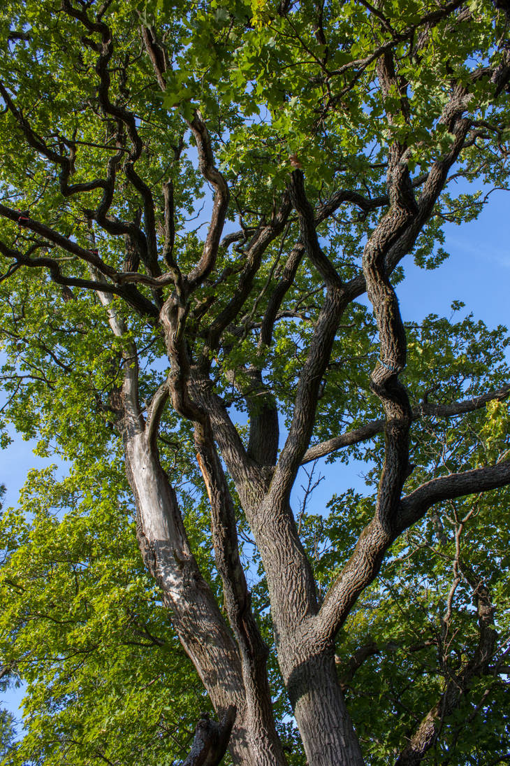 Oak tree 3 by ManicHysteriaStock on DeviantArt