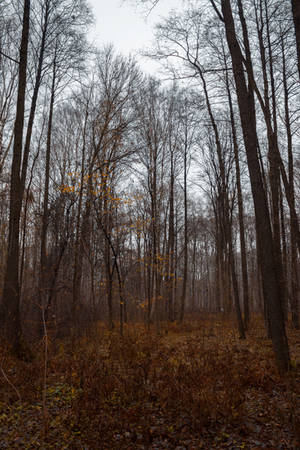 Autumn Forest 2 by ManicHysteriaStock