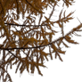 Larch Tree Autumn Foliage Cut Out