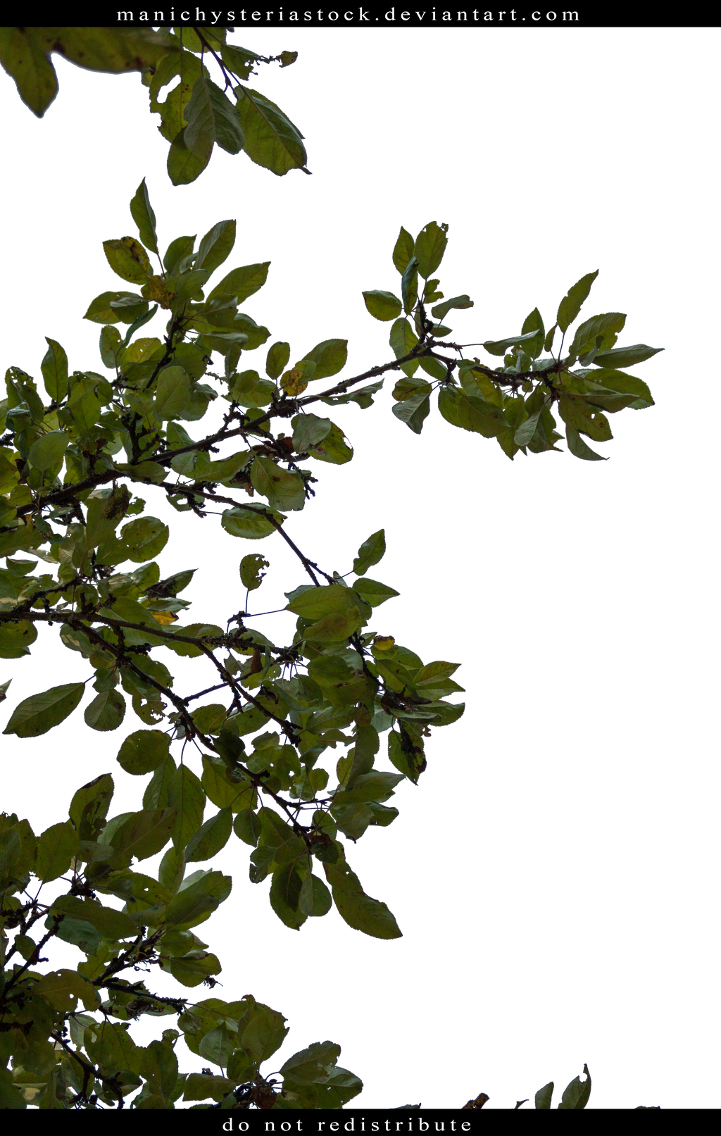 Apple Tree Foliage Cut Out by ManicHysteriaStock