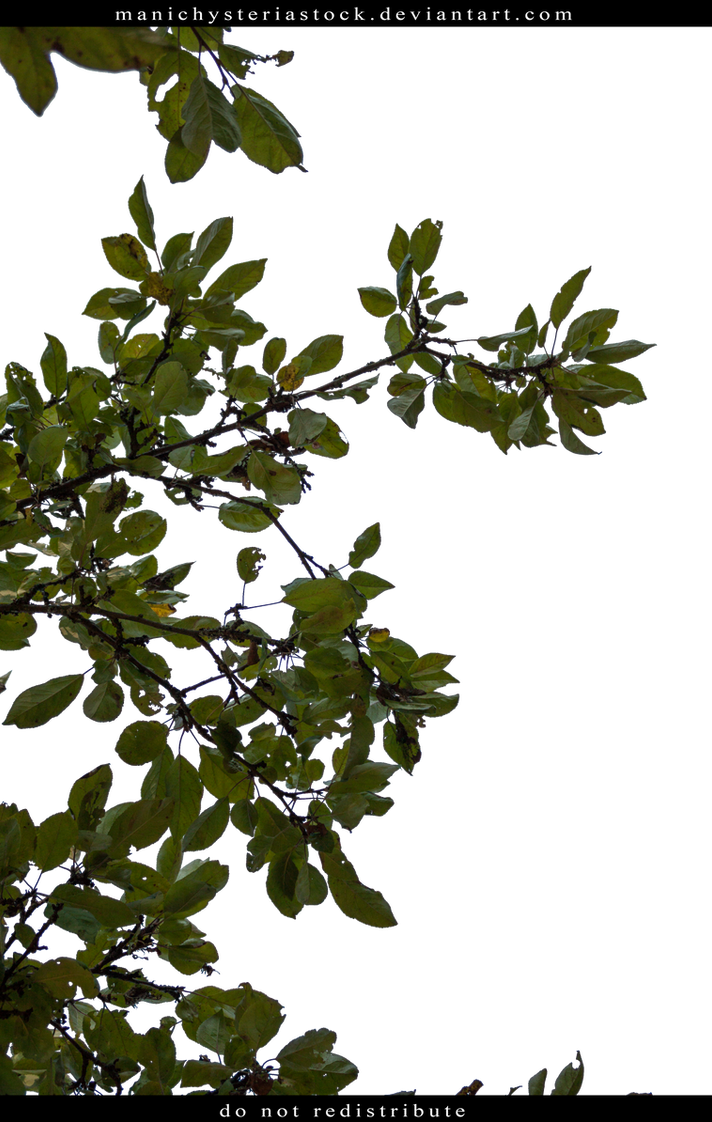 Apple Tree Foliage Cut Out by ManicHysteriaStock