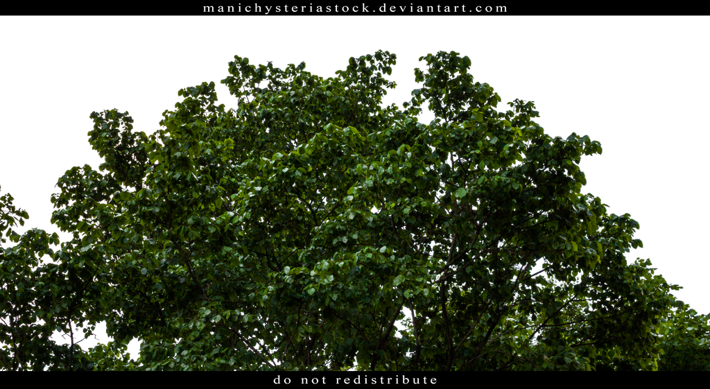 Foliage by ManicHysteriaStock
