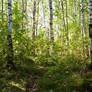 Birch Forest