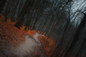 Autumn Forest 2 by ManicHysteriaStock