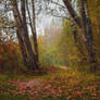 Autumn Forest 3