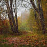 Autumn Forest 3