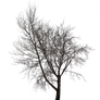 Bare Tree Cut Out 2