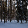 Winter Forest 4