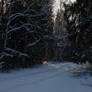 Winter Forest 7