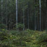 Autumn Forest Moss 2