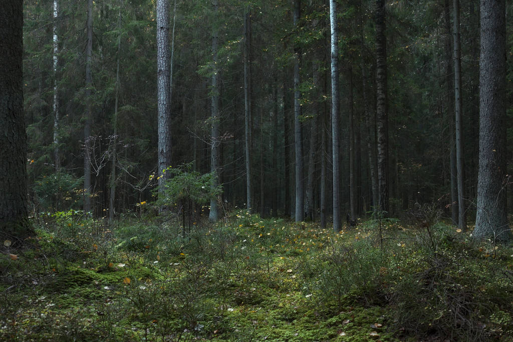 Autumn Forest Moss 2 by ManicHysteriaStock