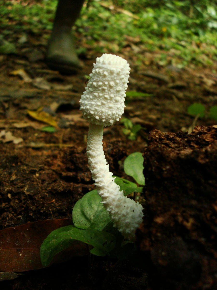 FUNGUS AMAZONIC