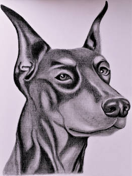 DOBERMAN