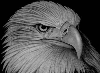 AMERICAN EAGLE by sinsenor